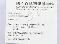 紅菇屬藏品圖，第2張