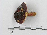 紅菇屬藏品圖，第3張