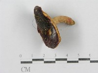 紅菇屬藏品圖，第4張