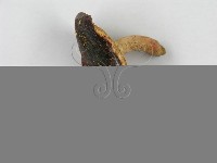 紅菇屬藏品圖，第6張