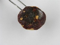 紅菇屬藏品圖，第7張