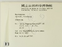 鵝膏屬藏品圖，第2張