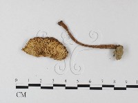 鵝膏屬藏品圖，第3張