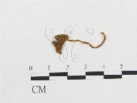 登錄號:F0013293藏品圖，第1張