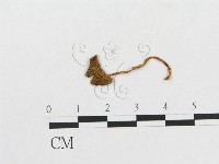 登錄號:F0013293藏品圖，第3張