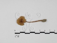 登錄號:F0013294藏品圖，第1張