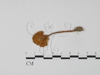 登錄號:F0013294藏品圖，第3張