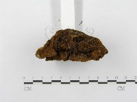 登錄號:F0013295藏品圖，第6張