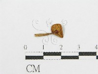 登錄號:F0013296藏品圖，第1張