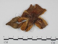 登錄號:F0013297藏品圖，第1張