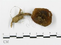 登錄號:F0013301藏品圖，第1張