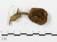 登錄號:F0013301藏品圖，第3張