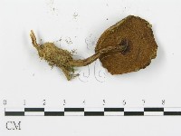登錄號:F0013301藏品圖，第4張