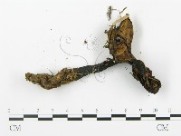 登錄號:F0013303藏品圖，第3張