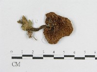 登錄號:F0013304藏品圖，第1張