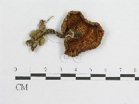 登錄號:F0013304藏品圖，第3張
