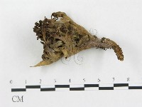 登錄號:F0013307藏品圖，第1張
