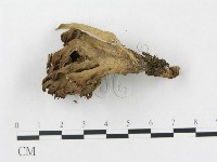 登錄號:F0013307藏品圖，第3張