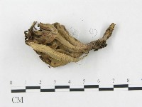 登錄號:F0013307藏品圖，第4張