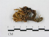 登錄號:F0013308藏品圖，第1張