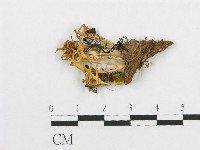 登錄號:F0013309藏品圖，第1張