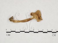 登錄號:F0013311藏品圖，第1張