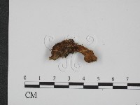 登錄號:F0013312藏品圖，第1張