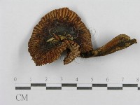 登錄號:F0013313藏品圖，第1張