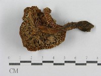登錄號:F0013313藏品圖，第3張
