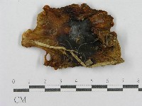 登錄號:F0013314藏品圖，第1張