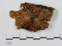 登錄號:F0013314藏品圖，第3張