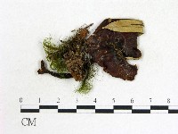 登錄號:F0013315藏品圖，第1張
