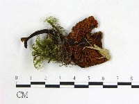 登錄號:F0013315藏品圖，第3張