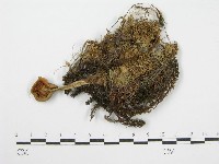登錄號:F0013316藏品圖，第1張