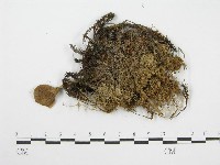 登錄號:F0013316藏品圖，第3張