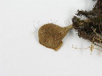 登錄號:F0013316藏品圖，第4張
