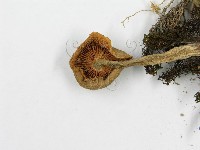 登錄號:F0013316藏品圖，第5張