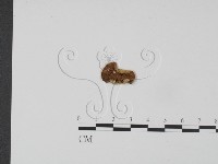 登錄號:F0013317藏品圖，第3張