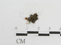 登錄號:F0013319藏品圖，第1張