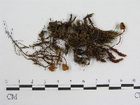 登錄號:F0013320藏品圖，第1張