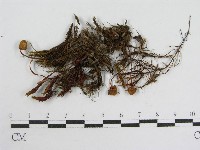登錄號:F0013320藏品圖，第3張