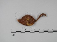 登錄號:F0013321藏品圖，第1張