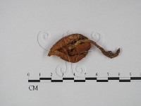 登錄號:F0013321藏品圖，第3張