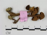 登錄號:F0013322藏品圖，第1張
