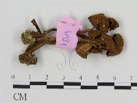 登錄號:F0013322藏品圖，第3張