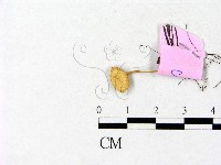 登錄號:F0013324藏品圖，第1張