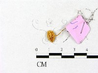 登錄號:F0013324藏品圖，第3張