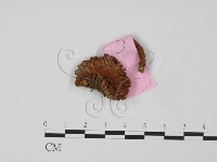登錄號:F0013325藏品圖，第1張