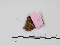 登錄號:F0013325藏品圖，第3張