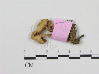 登錄號:F0013326藏品圖，第1張